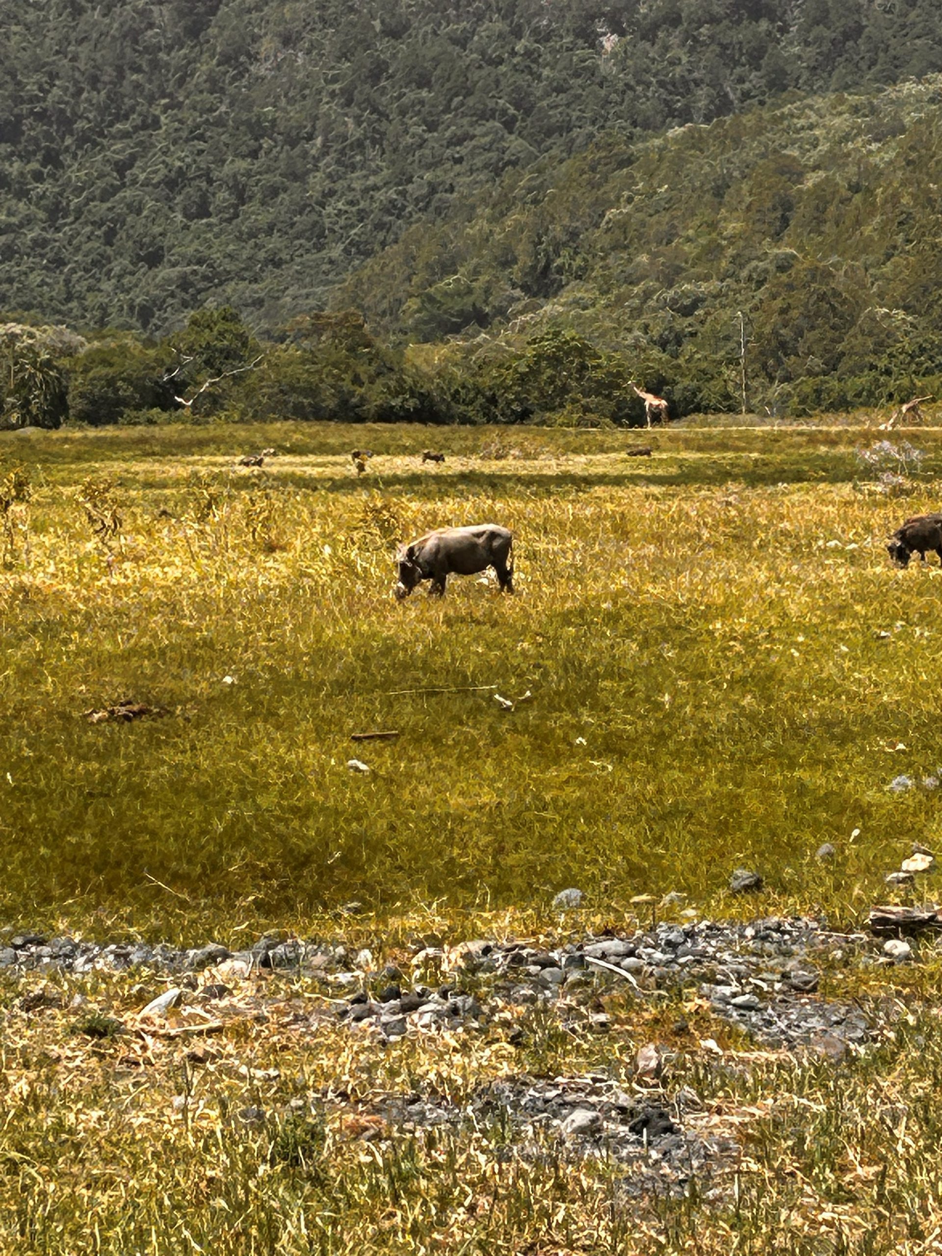 Warthog and giraffe in Arusha National Park meadow